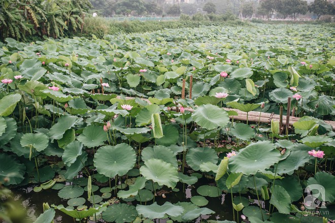 Sen Hồ Tây - món quà tinh tế mang hương mùa hè của người Hà Nội - Ảnh 2.