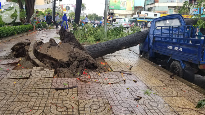 TP.HCM: Loạt cây lớn đổ đè nát ô tô, bảng hiệu văng tứ tung khiến người đi đường hoảng sợ trong mưa lốc - Ảnh 1.