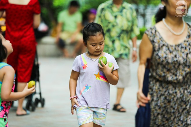 Nhiều gia đình cùng trẻ em đổ xô đi hái xoài ngay trong khu đô thị ở Hà Nội - Ảnh 7.