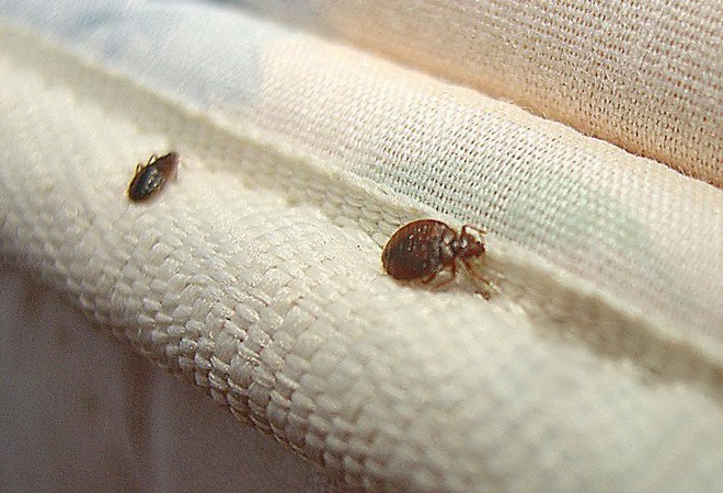 Top 4 loại bẫy diệt bọ rệp, côn trùng đáng ghét ẩn nấp trên giường nệm - Ảnh 1.