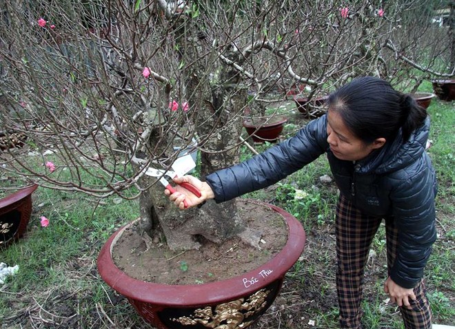 Hà Nội: Người dân lắp điều hòa, bật quạt sưởi, bọc nilon chống rét cho đào Tết - Ảnh 14.