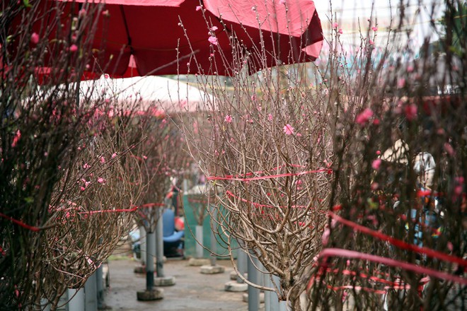 Hà Nội: Ngày mùng 1 âm lịch cuối cùng trong năm, hoa tươi đắt hàng - Ảnh 11.