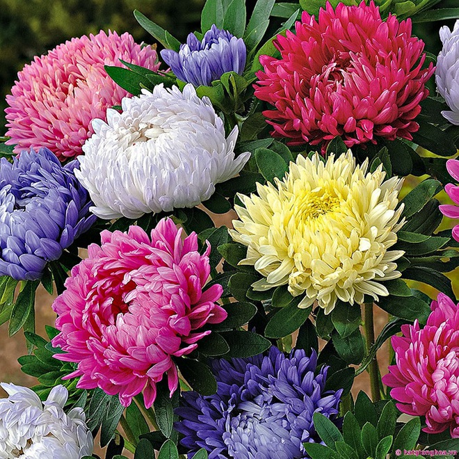Cứ dịp Tết đến mọi người lại đi mua 10 loại hoa này để trang trí nhà cầu may - Ảnh 7.