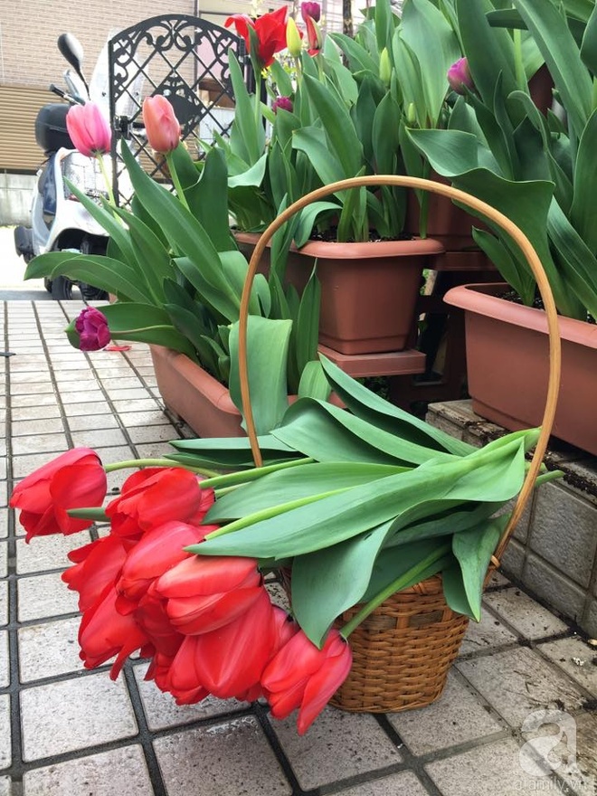 Nàng dâu Việt ở Nhật chỉ cách trồng tulip từ đất để hoa nở rực rỡ đón Tết - Ảnh 1.