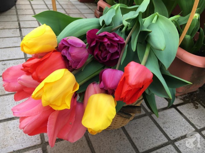 Nàng dâu Việt ở Nhật chỉ cách trồng tulip từ đất để hoa nở rực rỡ đón Tết - Ảnh 2.