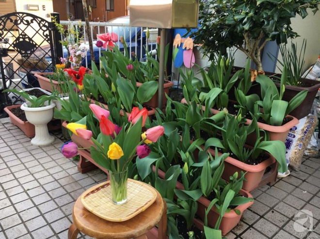 Nàng dâu Việt ở Nhật chỉ cách trồng tulip từ đất để hoa nở rực rỡ đón Tết - Ảnh 11.