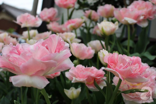 Nàng dâu Việt ở Nhật chỉ cách trồng tulip từ đất để hoa nở rực rỡ đón Tết - Ảnh 12.