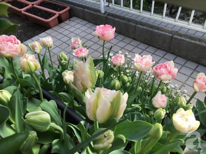 Nàng dâu Việt ở Nhật chỉ cách trồng tulip từ đất để hoa nở rực rỡ đón Tết - Ảnh 17.