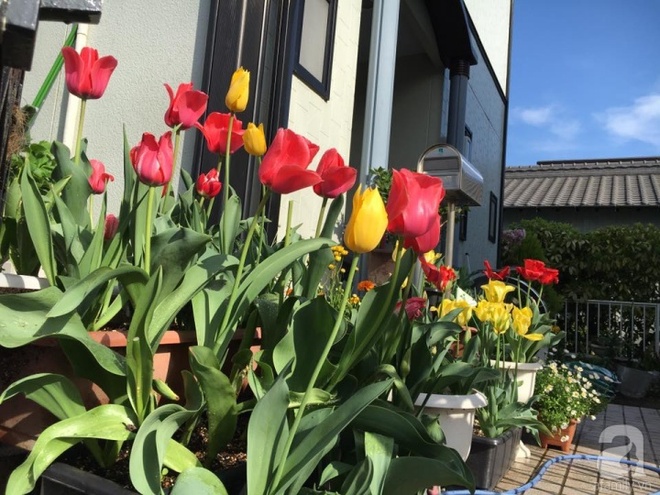 Nàng dâu Việt ở Nhật chỉ cách trồng tulip từ đất để hoa nở rực rỡ đón Tết - Ảnh 18.