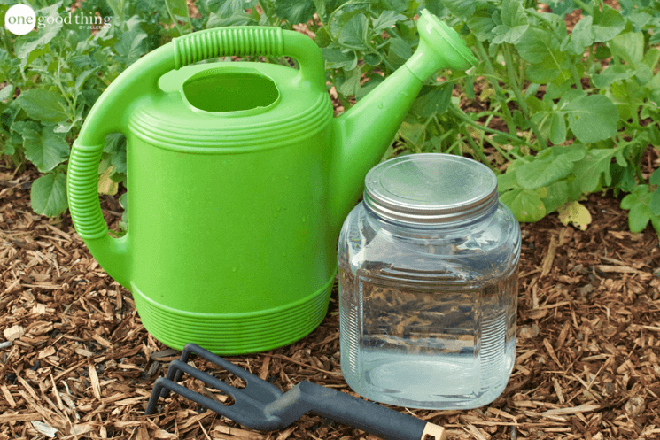 Instructions on how to make your own fertilizer for plants is both cheap and safe for your garden - Photo 1.