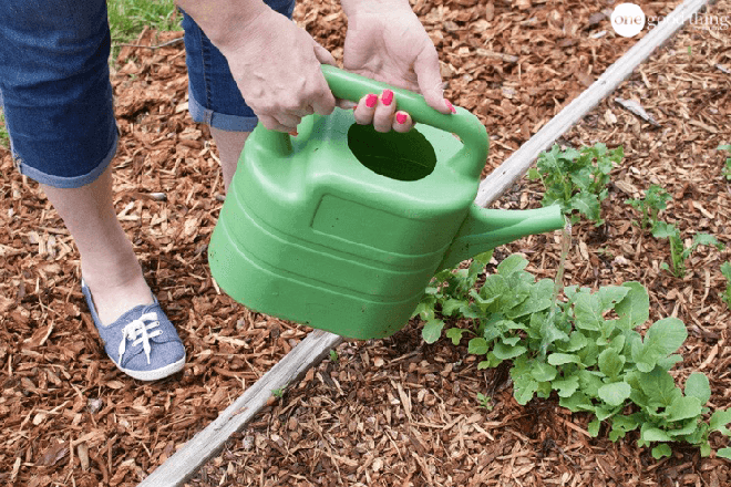 Instructions on how to make your own fertilizer for plants is both cheap and safe for your garden - Photo 6.