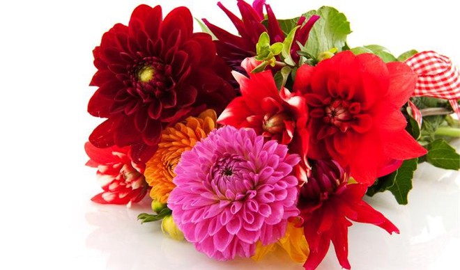 Bạn có thể tự tin mua bất kỳ loài hoa nào dịp Tết khi biết 4 cách chăm sóc hoa đơn giản này - Ảnh 9.
