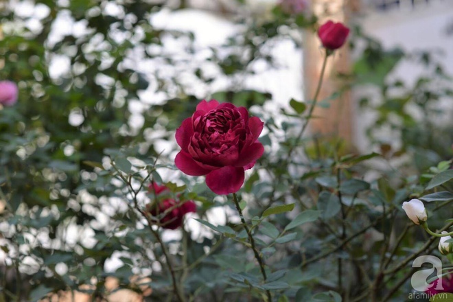 Mùng 1 Tết ghé thăm khu vườn hồng rực rỡ trồng trong chum vại độc đáo ở miền Trung - Ảnh 12.