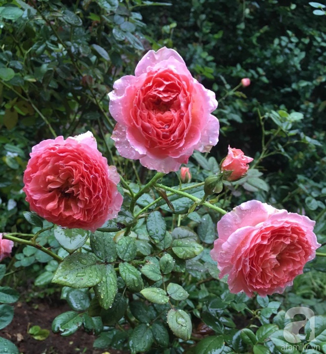 Mùng 1 Tết ghé thăm khu vườn hồng rực rỡ trồng trong chum vại độc đáo ở miền Trung - Ảnh 16.