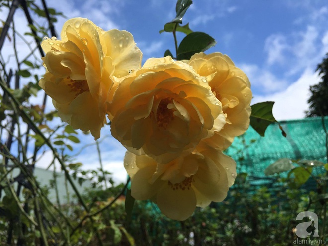 Mùng 1 Tết ghé thăm khu vườn hồng rực rỡ trồng trong chum vại độc đáo ở miền Trung - Ảnh 21.