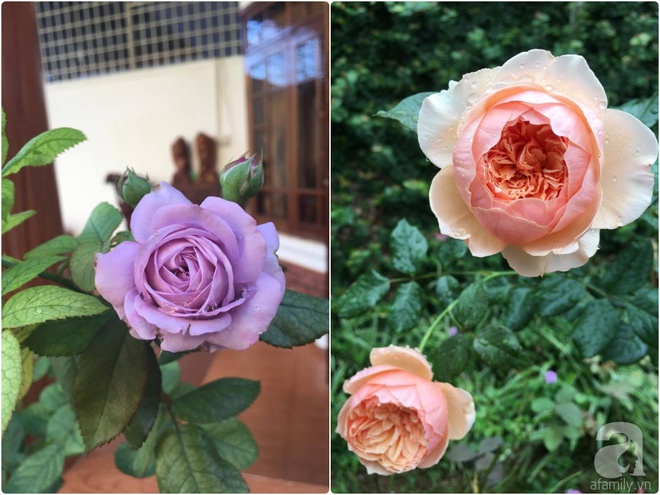 Mùng 1 Tết ghé thăm khu vườn hồng rực rỡ trồng trong chum vại độc đáo ở miền Trung - Ảnh 31.