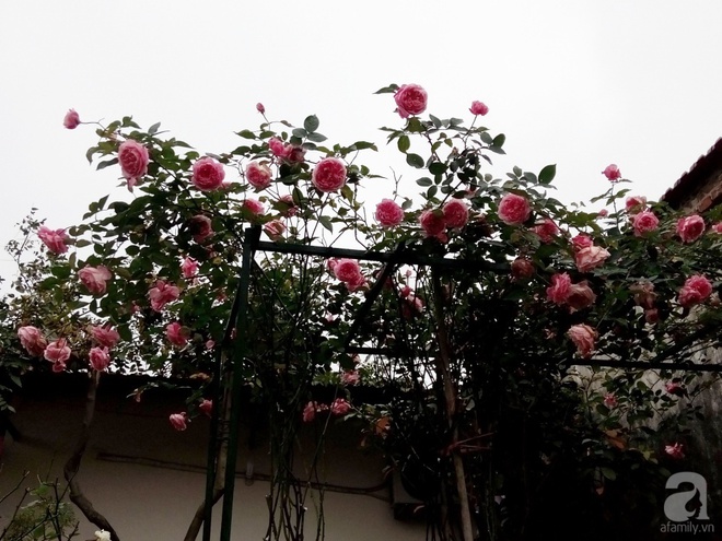 Ngôi nhà hoa hồng đẹp như thơ ở Hưng Yên của ông bố đơn thân quyết phá sân bê tông để thực hiện ước mơ   - Ảnh 3.