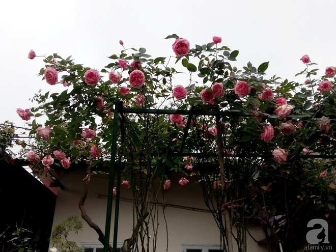 Ngôi nhà hoa hồng đẹp như thơ ở Hưng Yên của ông bố đơn thân quyết phá sân bê tông để thực hiện ước mơ   - Ảnh 5.