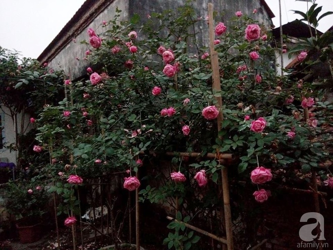 Ngôi nhà hoa hồng đẹp như thơ ở Hưng Yên của ông bố đơn thân quyết phá sân bê tông để thực hiện ước mơ   - Ảnh 6.