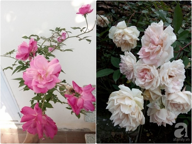 Ngôi nhà hoa hồng đẹp như thơ ở Hưng Yên của ông bố đơn thân quyết phá sân bê tông để thực hiện ước mơ   - Ảnh 16.