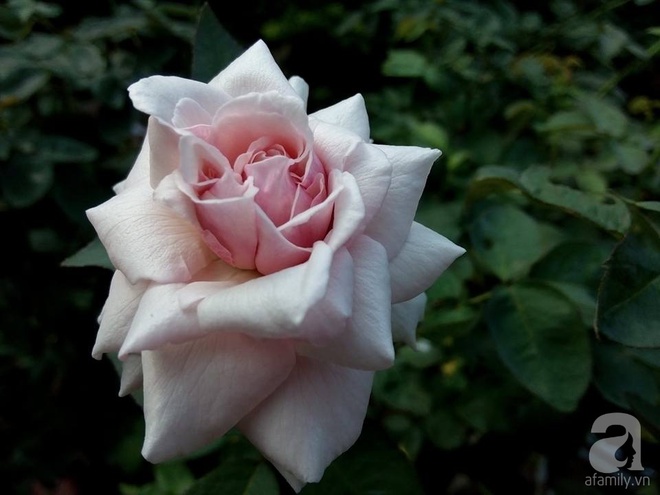 Ngôi nhà hoa hồng đẹp như thơ ở Hưng Yên của ông bố đơn thân quyết phá sân bê tông để thực hiện ước mơ   - Ảnh 17.