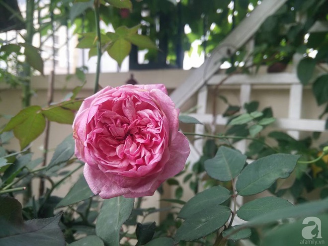 Đến thăm khu vườn hồng rực rỡ của người phụ nữ yêu hoa đất Hải Dương - Ảnh 4.