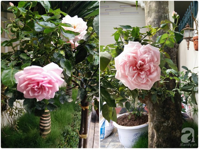 Đến thăm khu vườn hồng rực rỡ của người phụ nữ yêu hoa đất Hải Dương - Ảnh 9.