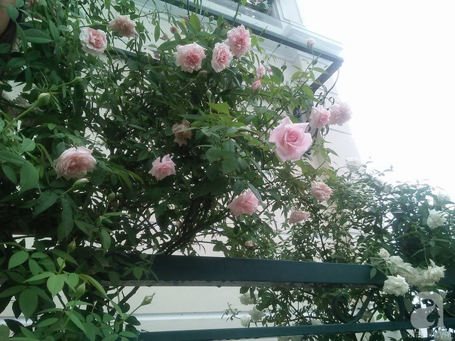 Đến thăm khu vườn hồng rực rỡ của người phụ nữ yêu hoa đất Hải Dương - Ảnh 18.