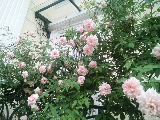 Đến thăm khu vườn hồng rực rỡ của người phụ nữ yêu hoa đất Hải Dương - Ảnh 19.