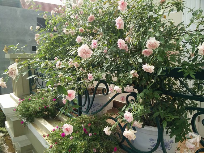 Đến thăm khu vườn hồng rực rỡ của người phụ nữ yêu hoa đất Hải Dương - Ảnh 21.