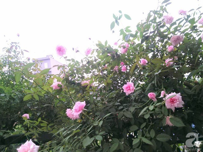 Đến thăm khu vườn hồng rực rỡ của người phụ nữ yêu hoa đất Hải Dương - Ảnh 22.