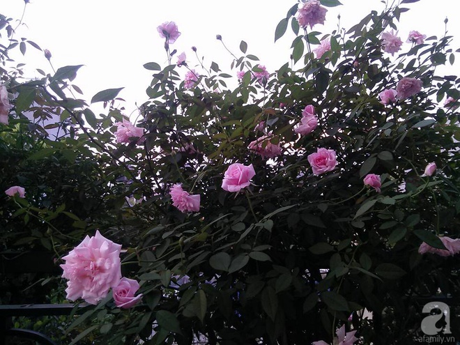 Đến thăm khu vườn hồng rực rỡ của người phụ nữ yêu hoa đất Hải Dương - Ảnh 23.