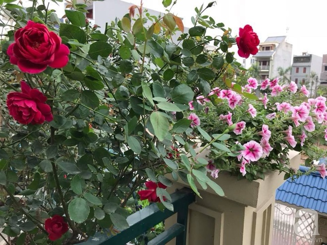 Đến thăm khu vườn hồng rực rỡ của người phụ nữ yêu hoa đất Hải Dương - Ảnh 24.
