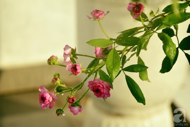 Ngắm ban công chỉ vỏn vẹn 2,2m² nhưng có tới hơn 20 chậu hồng thơm ngát ở Sài Gòn - Ảnh 7.