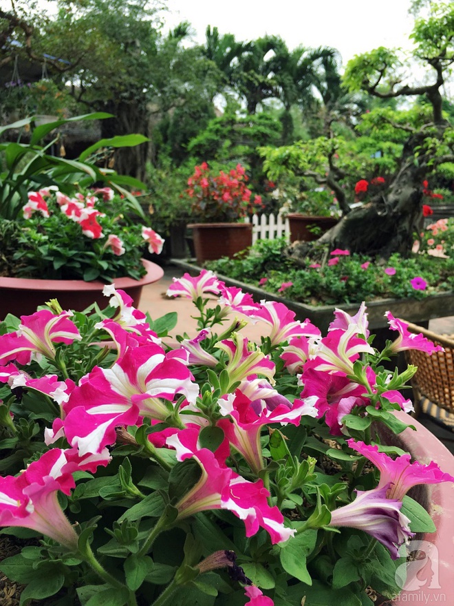Khu vườn rộng đến nghìn mét vuông, trăm hoa đua nở ở ngoại thành Hà Nội của người phụ nữ có niềm yêu hoa đến cháy bỏng - Ảnh 23.