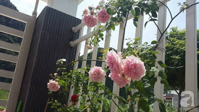 Ngôi nhà hoa hồng nhỏ nhắn và vô cùng dễ thương giữa thành phố Hạ Long của mẹ trẻ xinh đẹp - Ảnh 3.