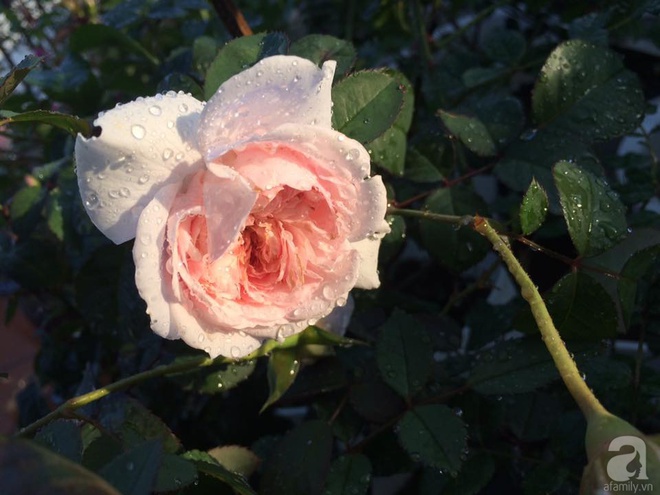 Ngôi nhà hoa hồng nhỏ nhắn và vô cùng dễ thương giữa thành phố Hạ Long của mẹ trẻ xinh đẹp - Ảnh 11.