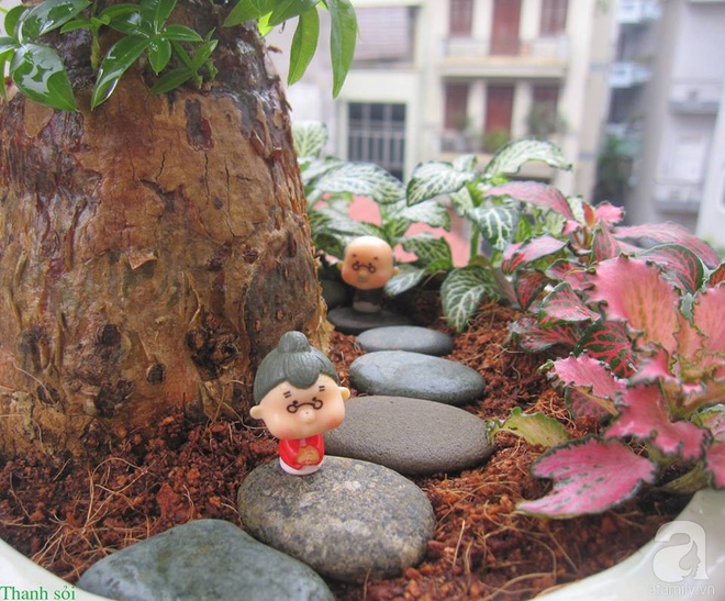 Vườn sen đá đẹp ngất ngây của chàng trai Hà Nội dành cả tuổi thanh xuân cho niềm đam mê của mình - Ảnh 14.