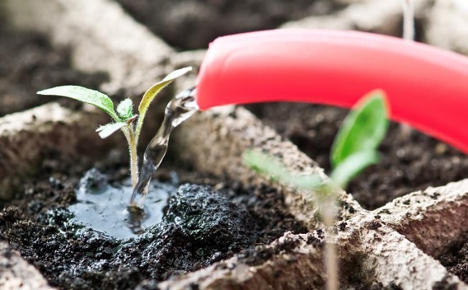 Hướng dẫn 4 bước siêu đơn giản để bạn có thể tự trồng cây từ hạt giống - Ảnh 5.