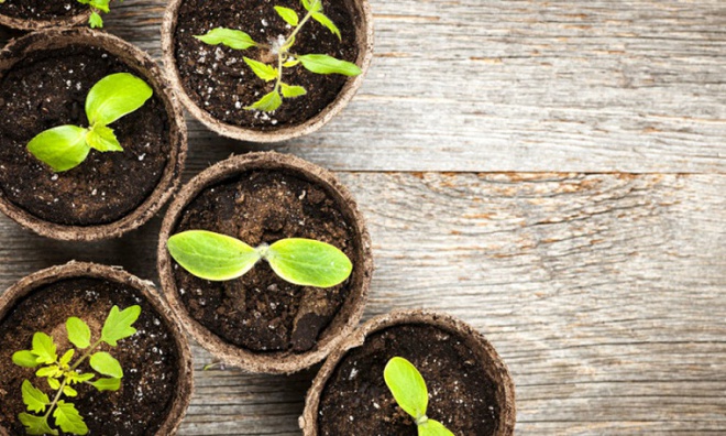 Hướng dẫn 4 bước siêu đơn giản để bạn có thể tự trồng cây từ hạt giống - Ảnh 6.