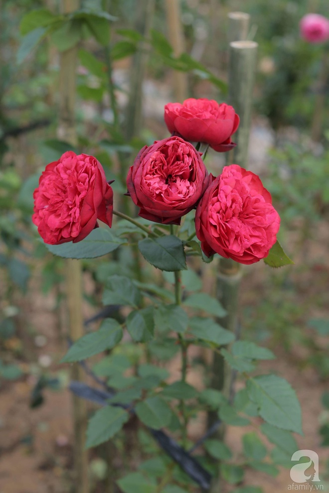Ngôi nhà yên bình bên vườn hoa hồng với 3000 gốc hoa hồng ngoại của cô giáo ở Nam Định - Ảnh 9.