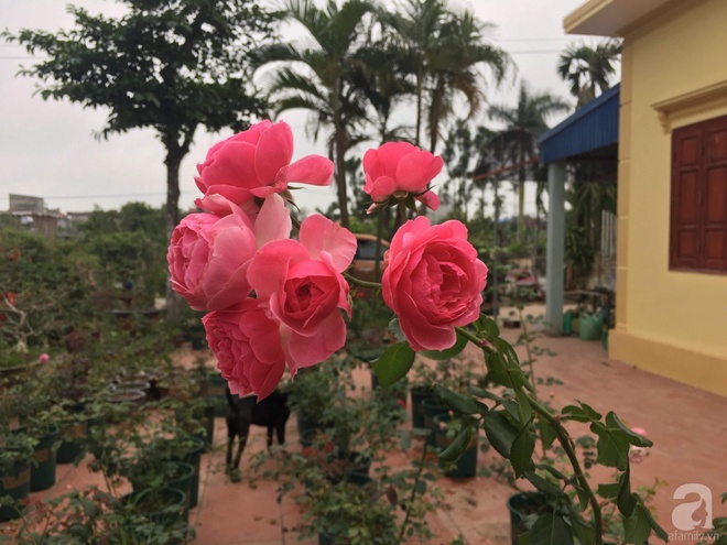Ngôi nhà yên bình bên vườn hoa hồng với 3000 gốc hoa hồng ngoại của cô giáo ở Nam Định - Ảnh 11.