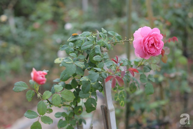 Ngôi nhà yên bình bên vườn hoa hồng với 3000 gốc hoa hồng ngoại của cô giáo ở Nam Định - Ảnh 21.