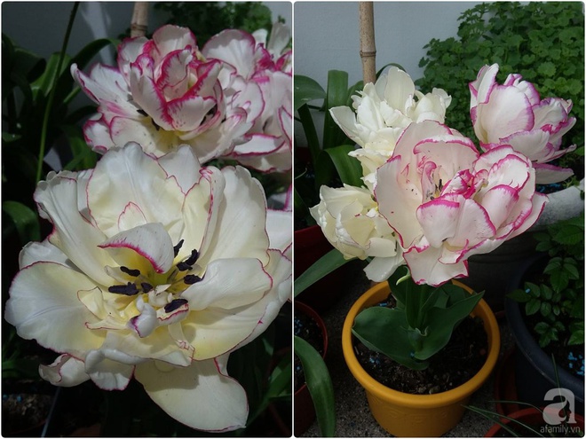 Ban công vỏn vẹn 6m² nhưng đẹp lung linh nhờ muôn sắc hoa do người vợ trẻ tự trồng - Ảnh 8. Ban công vỏn vẹn 6m² nhưng đẹp lung linh nhờ muôn sắc hoa do người vợ trẻ tự trồng - Ảnh 8.