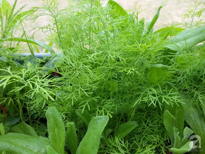 Ban công vỏn vẹn 6m² nhưng đẹp lung linh nhờ muôn sắc hoa do người vợ trẻ tự trồng - Ảnh 15. Ban công vỏn vẹn 6m² nhưng đẹp lung linh nhờ muôn sắc hoa do người vợ trẻ tự trồng - Ảnh 15.