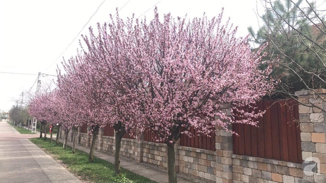 Người phụ nữ Việt bỏ ra 9 năm để trồng hàng cây anh đào bên tường nhà tạo lối đi về đẹp như chốn thiên đường - Ảnh 14.