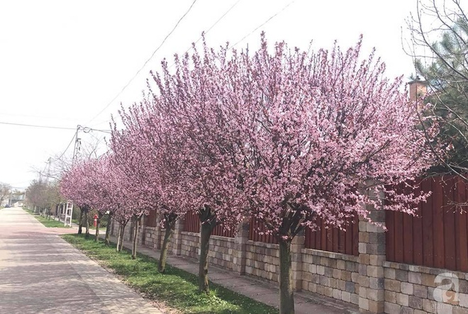 Người phụ nữ Việt bỏ ra 9 năm để trồng hàng cây anh đào bên tường nhà tạo lối đi về đẹp như chốn thiên đường - Ảnh 19.