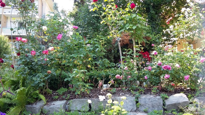 Khu vườn đẹp như mơ của người chồng dành cả “thanh xuân” đi tìm các loại hoa hiếm về tặng vợ - Ảnh 6.