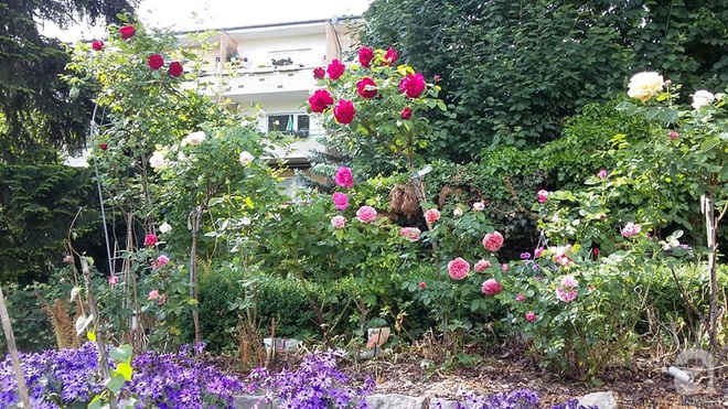 Khu vườn đẹp như mơ của người chồng dành cả “thanh xuân” đi tìm các loại hoa hiếm về tặng vợ - Ảnh 11.