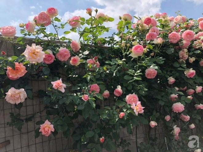 Khu vườn hoa hồng rộng 500m² với hàng trăm gốc hồng đẹp rực rỡ của người phụ nữ gốc Hà Thành - Ảnh 2.